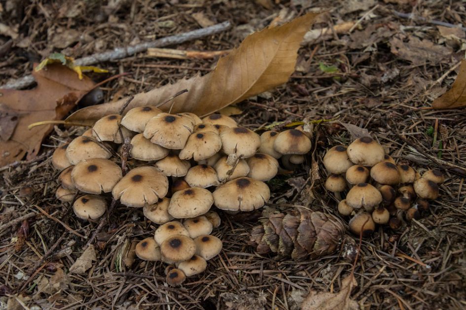 Wie kent deze paddenstoel?